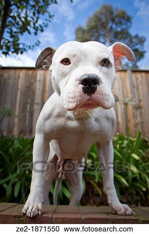 Stock Image - A sweet pit bull dog stands on a garden wall, leaning in toward the camera in a wide-angle portrait.. Fotosearch
