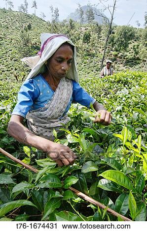 A Tamil tea picker working on the plantation near Ella, Sri Lanka View Large Photo Image Stock Image - A Tamil tea picker working on the plantation near Ella, Sri Lanka. Fotosearch