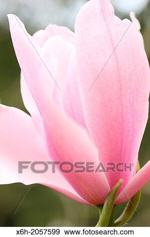 a taste of Spring with a pink magnolia bloom. View Large Photo Image Stock Photo - a taste of Spring with a pink magnolia bloom.. Fotosearch