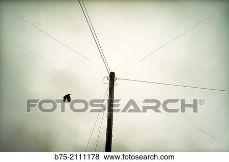 A telecommunications post with cables and a bird flying arround. Yorkshire Dales, England, UK, Europe. View Large Photo Image Stock Photo - A telecommunications post with cables and a bird flying arround. Yorkshire Dales, England, UK, Europe.. Fotosearch