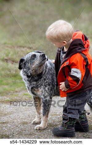 A three-year-old boy with a Blue Heeler, or Australian Cattle Dog. View Large Photo Image Stock Photo - A three-year-old boy with a Blue Heeler, or Australian Cattle Dog.. Fotosearch
