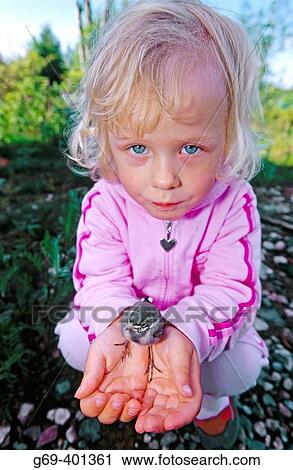 A three years old girl holding a young pied wagtail (Motacilla alba). Close-up Batvik, Vasterbotten. Sweden. View Large Photo Image Stock Image - A three years old girl holding a young pied wagtail (Motacilla alba). Close-up Batvik, Vasterbotten. Sweden.. Fotosearch