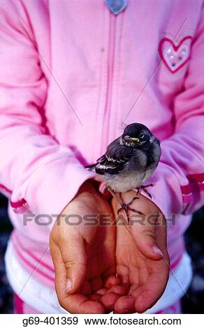 A three years old girl holding a young pied wagtail (Motacilla alba). Close-up Batvik, Vasterbotten. Sweden. View Large Photo Image Stock Photo - A three years old girl holding a young pied wagtail (Motacilla alba). Close-up Batvik, Vasterbotten. Sweden.. Fotosearch