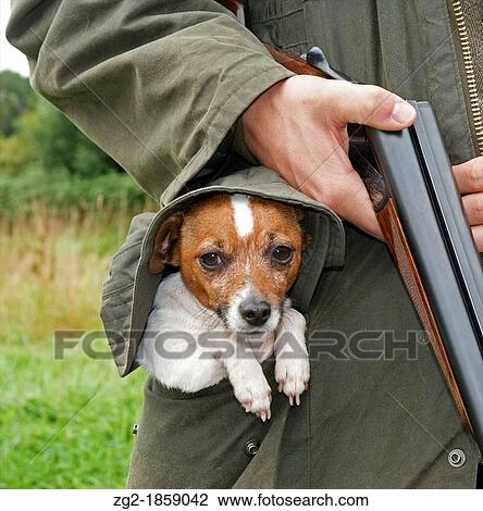 Stock Image - A tiny Jack Russell dog in his owners pocket in the shooting field photographer's own dog no release required. Fotosearch