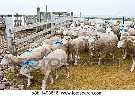 Stock Photograph - A tour of Long Island Farm outside Stanley in the Falkland Islands, South Atlantic Ocean. Fotosearch