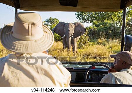 A tourist watching an african elephant right in front of the car in Botswana, Africa View Large Photo Image Stock Image - A tourist watching an african elephant right in front of the car in Botswana, Africa. Fotosearch