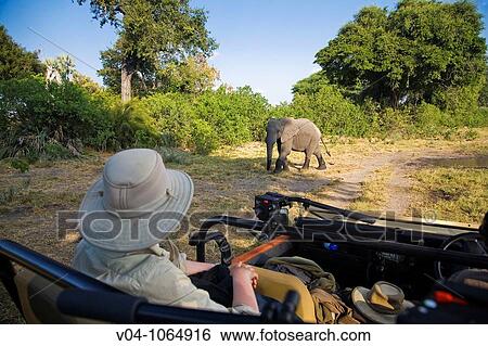 A tourist watching an African elephant (Loxodonta africana) from a safari vehicle in Botswana, Africa View Large Photo Image Stock Photograph - A tourist watching an African elephant (Loxodonta africana) from a safari vehicle in Botswana, Africa. Fotosearch