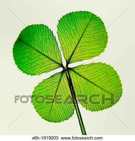 Stock Image - a traditional good luck symbol the four leaf clover. Fotosearch