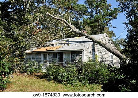 Stock Image - A tree fallen on top of a house with lines around it on a sunny blue sky day USA. Fotosearch