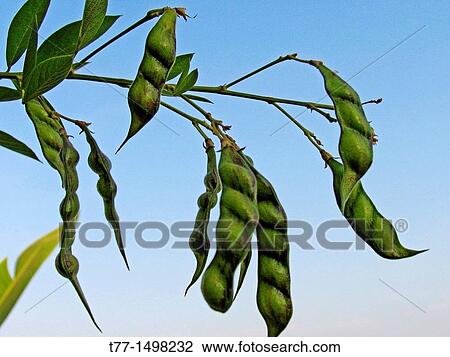 A tree of Pigeon Peas View Large Photo Image Stock Image - A tree of Pigeon Peas. Fotosearch