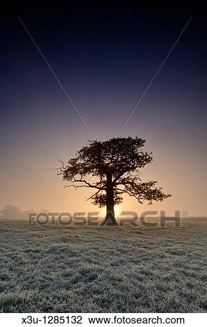A tree stands in frosty farmland at sunrise Wrington, North Somerset, England United Kingdom View Large Photo Image Stock Image - A tree stands in frosty farmland at sunrise Wrington, North Somerset, England United Kingdom. Fotosearch