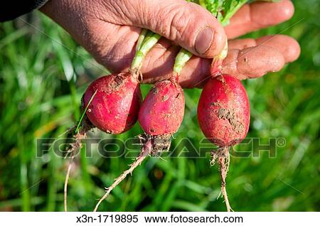 A trio of radishes sit in a line View Large Photo Image Stock Photography - A trio of radishes sit in a line. Fotosearch