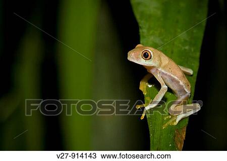 A tropical frog perched on a palm leaf Photographed in Costa Rica View Large Photo Image Stock Image - A tropical frog perched on a palm leaf Photographed in Costa Rica. Fotosearch