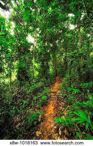 A tropical rainforest is a biome found 100 degrees north or south of the equator View Large Photo Image Stock Image - A tropical rainforest is a biome found 100 degrees north or south of the equator . Fotosearch