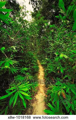 A tropical rainforest is a biome found 100 degrees north or south of the equator View Large Photo Image Stock Photo - A tropical rainforest is a biome found 100 degrees north or south of the equator. Fotosearch