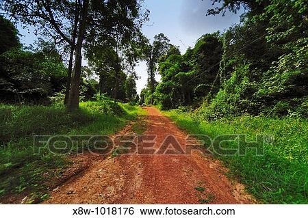 A tropical rainforest is a biome found 100 degrees north or south of the equator View Large Photo Image Stock Photograph - A tropical rainforest is a biome found 100 degrees north or south of the equator. Fotosearch