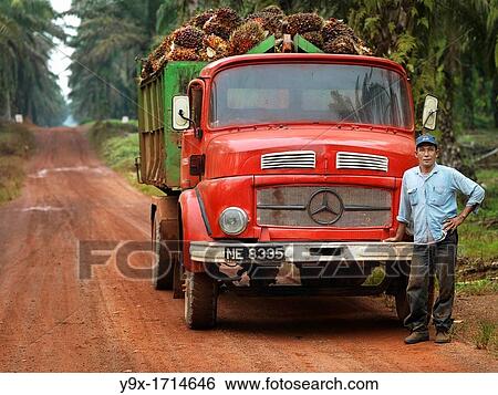 A truck driver standing next to his vintage Mercedes truck hauling a load of palm oil seeds through a palm tree plantation View Large Photo Image Stock Photograph - A truck driver standing next to his vintage Mercedes truck hauling a load of palm oil seeds through a palm tree plantation. Fotosearch