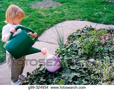 A two year old girl carefully waters her purple ball at her home. Windsor. Ontario, Canada View Large Photo Image Picture - A two year old girl carefully waters her purple ball at her home. Windsor. Ontario, Canada. Fotosearch