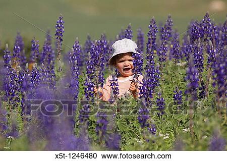 A two year old toddler in a field of Blue lupin Lupinus pilosus flowers View Large Photo Image Stock Image - A two year old toddler in a field of Blue lupin Lupinus pilosus flowers. Fotosearch