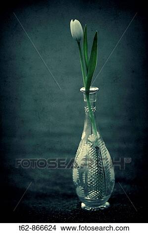 A vase of tulips in a glass of Bohemia Liliaceae View Large Photo Image Picture - A vase of tulips in a glass of Bohemia Liliaceae. Fotosearch