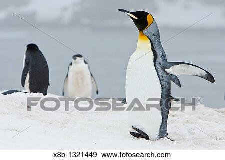 A very rare sighting of a lone adult king penguin Aptenodytes patagonicus among breeding and nesting colonies of both gentoo and chinstrap penguins on Barrentos Island in the Aitcho Island Group, South Shetland Islands, Antarctica View Large Photo Image Stock Photo - A very rare sighting of a lone adult king penguin Aptenodytes patagonicus among breeding and nesting colonies of both gentoo and chinstrap penguins on Barrentos Island in the Aitcho Island Group, South Shetland Islands, Antarctica. Fotosearch
