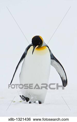 A very rare sighting of a lone adult king penguin Aptenodytes patagonicus among breeding and nesting colonies of both gentoo and chinstrap penguins on Barrentos Island in the Aitcho Island Group, South Shetland Islands, Antarctica View Large Photo Image Stock Photograph - A very rare sighting of a lone adult king penguin Aptenodytes patagonicus among breeding and nesting colonies of both gentoo and chinstrap penguins on Barrentos Island in the Aitcho Island Group, South Shetland Islands, Antarctica. Fotosearch