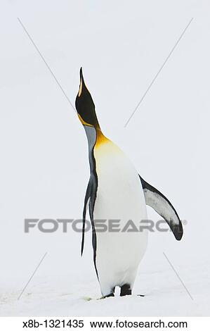 A very rare sighting of a lone adult king penguin Aptenodytes patagonicus among breeding and nesting colonies of both gentoo and chinstrap penguins on Barrentos Island in the Aitcho Island Group, South Shetland Islands, Antarctica View Large Photo Image Stock Photography - A very rare sighting of a lone adult king penguin Aptenodytes patagonicus among breeding and nesting colonies of both gentoo and chinstrap penguins on Barrentos Island in the Aitcho Island Group, South Shetland Islands, Antarctica. Fotosearch