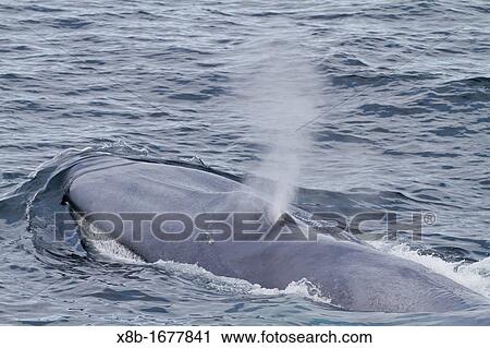 A very rare sighting of an adult blue Whale Balaenoptera musculus surfacing off the northwestern side of Spitsbergen Island in the Svalbard Archipelago, Barents Sea, Norway View Large Photo Image Stock Image - A very rare sighting of an adult blue Whale Balaenoptera musculus surfacing off the northwestern side of Spitsbergen Island in the Svalbard Archipelago, Barents Sea, Norway. Fotosearch