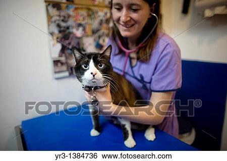 A veterinarian uses a stethoscope on a cat at a Pet Hospital in Condesa, Mexico City, Mexico, February 22, 2011 View Large Photo Image Stock Photograph - A veterinarian uses a stethoscope on a cat at a Pet Hospital in Condesa, Mexico City, Mexico, February 22, 2011. Fotosearch