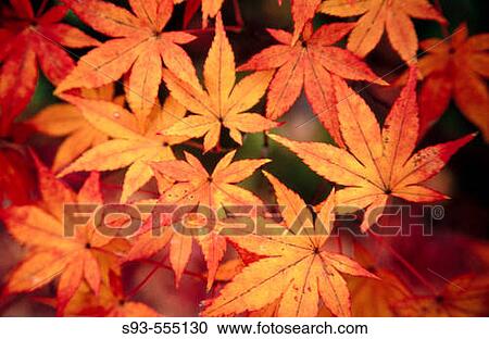 A view of autumn leaves at Eikando temple, one of Kyoto's best fall viewing places. Kyoto city. Kyoto. Japan. View Large Photo Image Stock Image - A view of autumn leaves at Eikando temple, one of Kyoto's best fall viewing places. Kyoto city. Kyoto. Japan.. Fotosearch