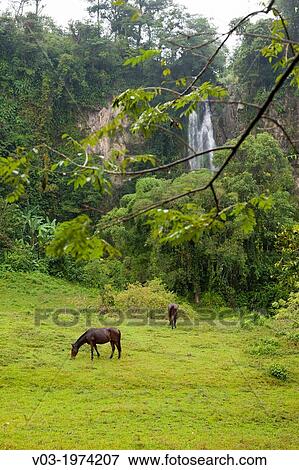 A Waterfall view near Filobobos River, Veracruz, Mexico. View Large Photo Image Stock Photo - A Waterfall view near Filobobos River, Veracruz, Mexico.. Fotosearch