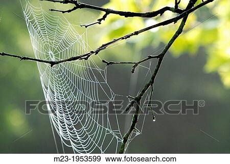 Stock Photo - A wet spider web catches the wind like a sail on a spring morning, Pennsylvania, USA.. Fotosearch