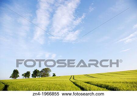 A Wheat Field with Machine Trails and Trees at Early Sunset. Bad Schallerbach. Austria View Large Photo Image Stock Photography - A Wheat Field with Machine Trails and Trees at Early Sunset. Bad Schallerbach. Austria. Fotosearch