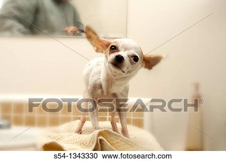 Stock Image - A white chihuahua shakes after a bath. Fotosearch