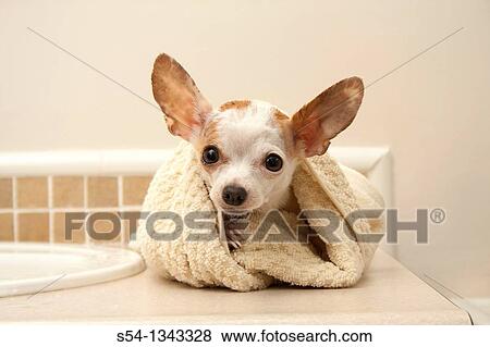 A white chihuahua wrapped in a towel after her bath View Large Photo Image Stock Photo - A white chihuahua wrapped in a towel after her bath. Fotosearch