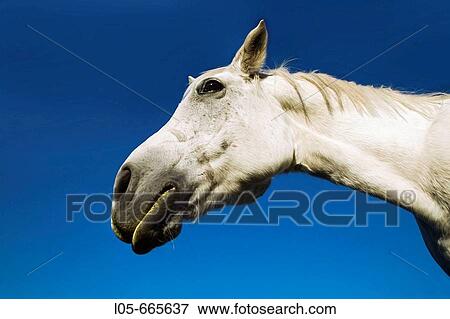 Stock Photo - A white horse. Fotosearch