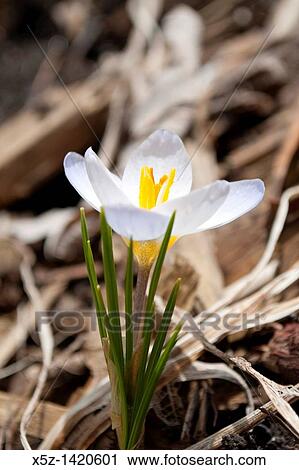 A white Snow Crocus in bloom View Large Photo Image Stock Image - A white Snow Crocus in bloom. Fotosearch