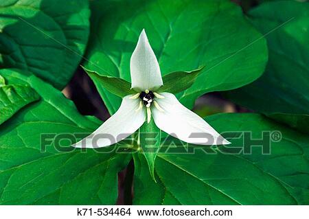A white trillium portrait in the forests of The Great Smoky Mountain National Park, North Carolina, USA. View Large Photo Image Picture - A white trillium portrait in the forests of The Great Smoky Mountain National Park, North Carolina, USA.. Fotosearch
