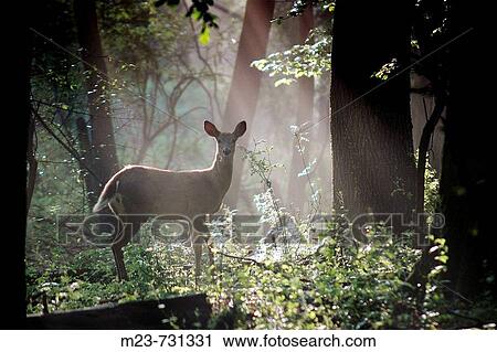 A white_tailed doe deer is caught in a shaft of early morning mist and light, Pennsylvania, USA. View Large Photo Image Stock Image - A white_tailed doe deer is caught in a shaft of early morning mist and light, Pennsylvania, USA.. Fotosearch