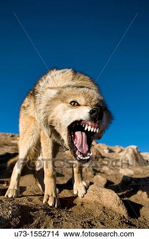 Picture - A wild wolf charging his prey in the mountains of the Altai region of western Mongolia.. Fotosearch
