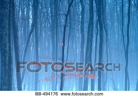 Stock Photograph - A winter wood.. Fotosearch