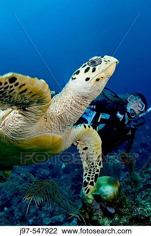Stock Image - A woman diver swimming along side a hawksbill sea turtle, Eretmochelys imbricata, off Ambergris Caye, Belize, Caribbean Sea.. Fotosearch