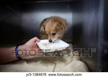 Stock Photograph - A woman gives food to her dog at a Pet Hospital in Condesa, Mexico City, Mexico, January 18, 2011. Fotosearch