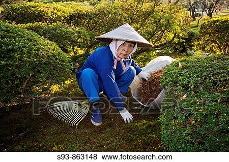 Stock Photo - A woman grounds worker wearing a cone hat collecting fallen pine needles and leaves from moss in Kenroku-en, one of Japan's top gardens situated in Kanazawa city.. Fotosearch