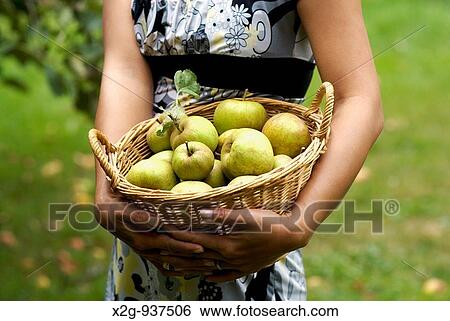 A woman holding a basket of green apples View Large Photo Image Stock Photograph - A woman holding a basket of green apples. Fotosearch