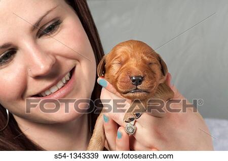 A woman holding a sleeping one-week-old Golden Retriever puppy View Large Photo Image Stock Photo - A woman holding a sleeping one-week-old Golden Retriever puppy. Fotosearch