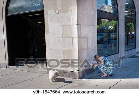 A woman in the Chelsea neighborhood of New York picks up after her dog View Large Photo Image Picture - A woman in the Chelsea neighborhood of New York picks up after her dog. Fotosearch