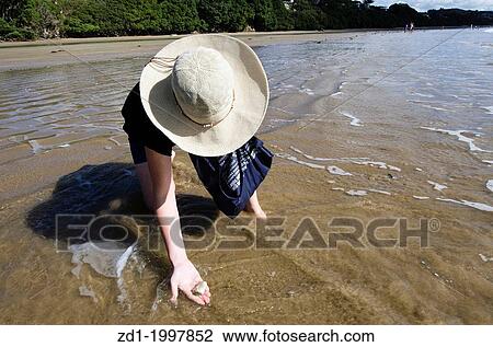 Stock Image - A woman picks tuatua shellfish on a sandy beach in Northland New Zealand.. Fotosearch