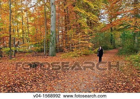 Stock Image - A woman walking alone in the forest with fallen leaves in autumn, Syke, Lower Saxony, Germany, Europe. Fotosearch