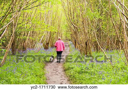 Stock Image - A woman walking her dog on a path among Bluebells Hyacinthoides non-scripta in English woodland in spring. Fotosearch